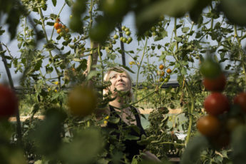 Nainen tomaatintaimien takana katselee ylöspäin kasvihuoneessa
